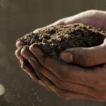 hemp soil remediation