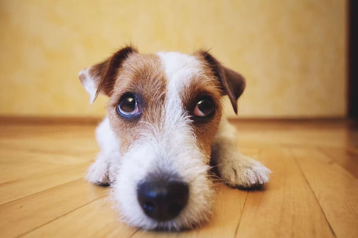 An increasing number of pet owners are using CBD oil for dogs with seizures. A cute dog, with sad eyes, looks at the camera over its long snout while crouched playfully on a wooden floor.