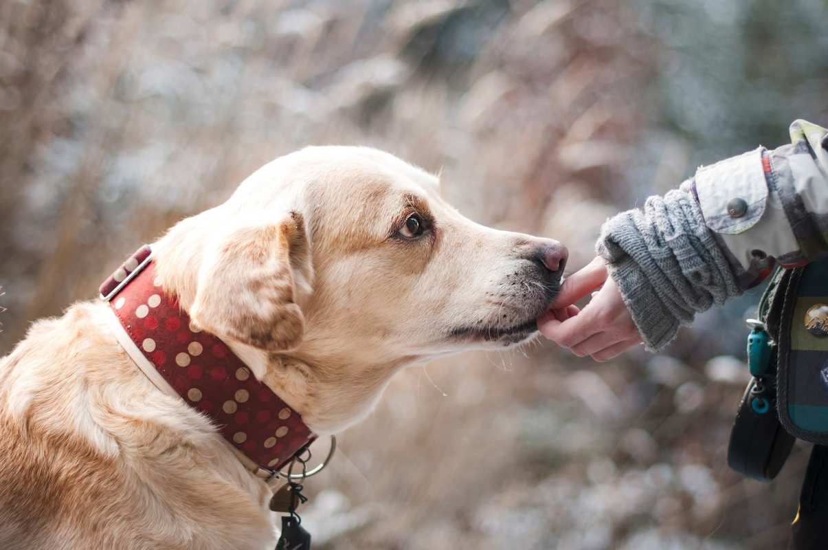 An older, white-furred dog in a thick red collar takes a treat from a hand while walking outside. Using CBD oil for dogs helps them feel better and more active despite the everyday aches and pains of aging. 