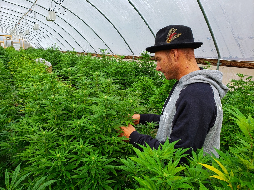 A hemp farmer inspects his crop in a massive greenhouse densely packed with industrial hemp plants. The 2018 Hemp Report from Vote Hemp revealed that US hemp acres tripled between 2017 and 2018.