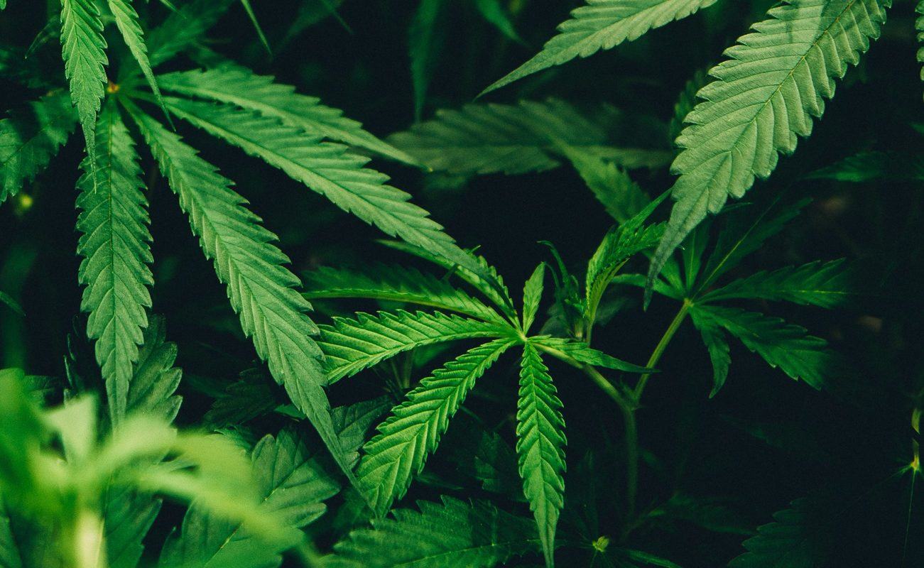 Cannabis leaves seen up close in a densely packed hemp field. Today we're going to talk about Hemp vs. Marijuana. With the rising legalization of all forms of cannabis, things can get a little confusing sometimes.