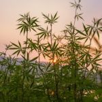 Despite centuries of use of hemp in India, the modern hemp industry is still getting started. Photo: Young hemp plants grow, seen during the sunset in Northern India.