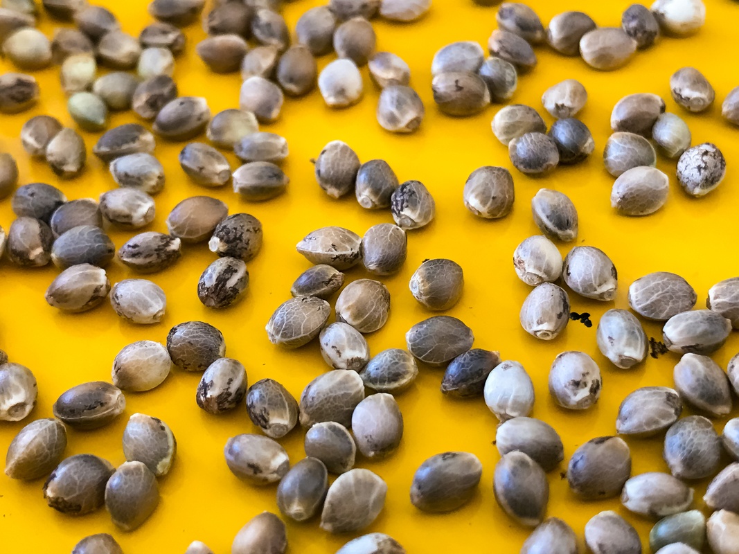 The hemp and CBD supply chain begins with hemp seeds. Photo: A macro (high detail) close-up photo of hemp seeds against a yellow background.
