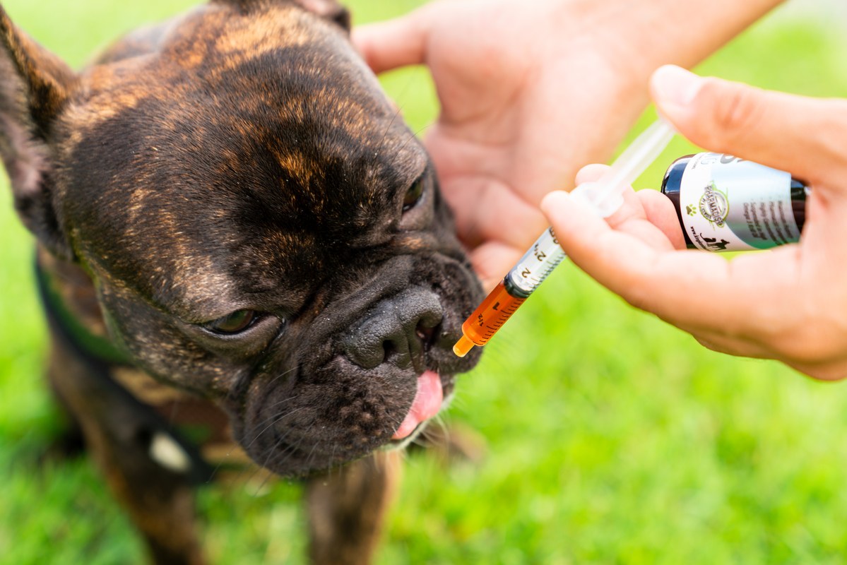 Photo: A bulldog takes King Kanine King Kalm CBD from a needleless syringe.