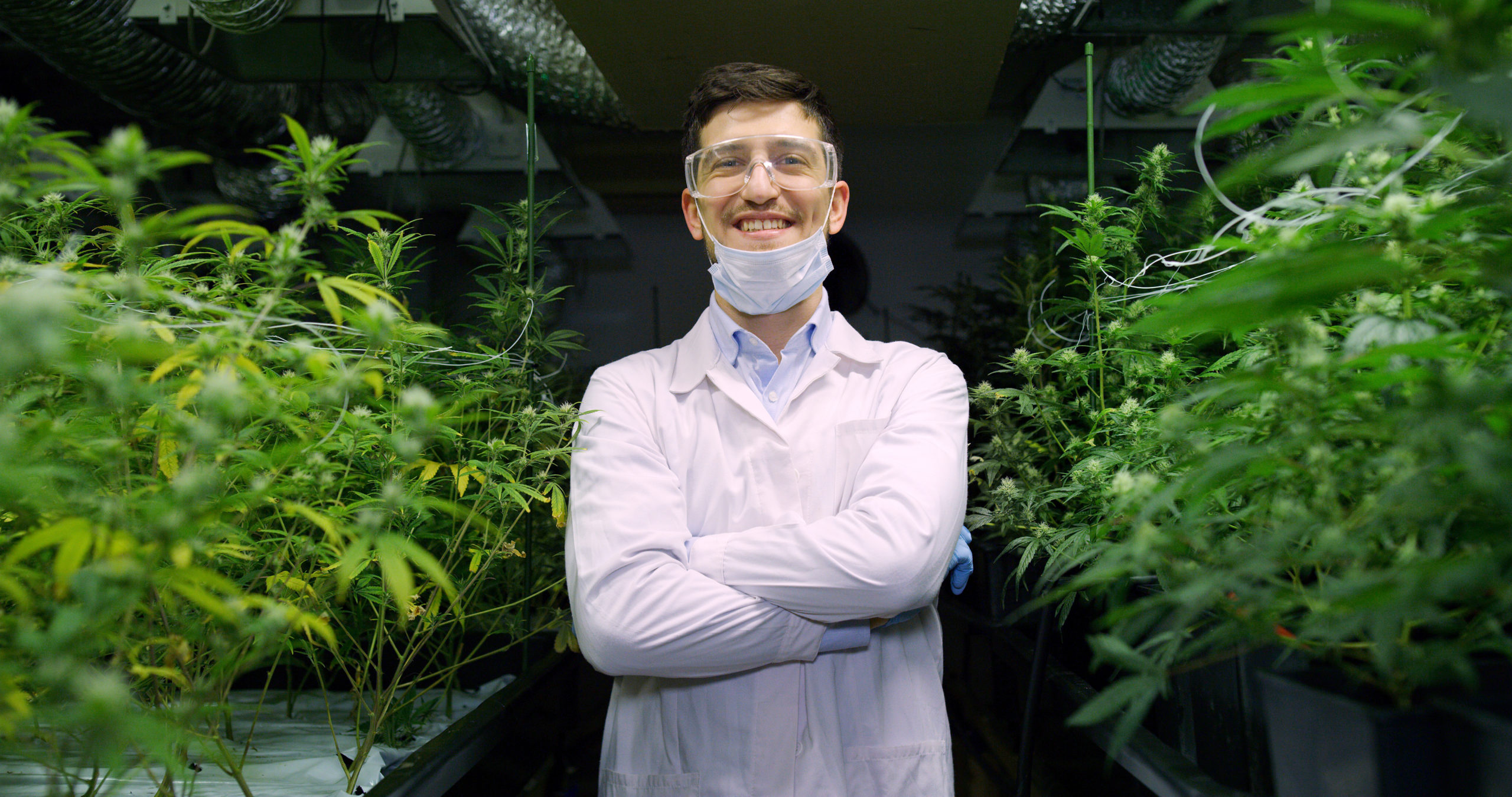 Photo: A CBD industry worker smiles with arms crossed, standing between rows of hemp plants in a greenhouse. He's wearing a lab coat and aa mask pulled down to his chin.