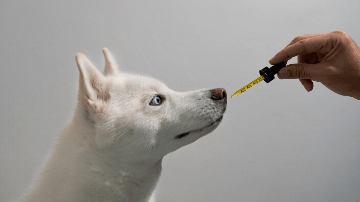 Photo:A dog with short, white fur and blue eyes receive a dropper of CBD oil.