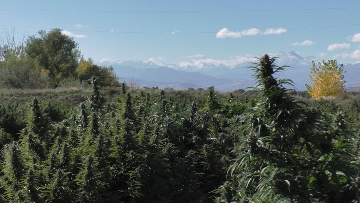 Photo: A field of organic hemp growing outdoors, with trees and mountains in the distance.