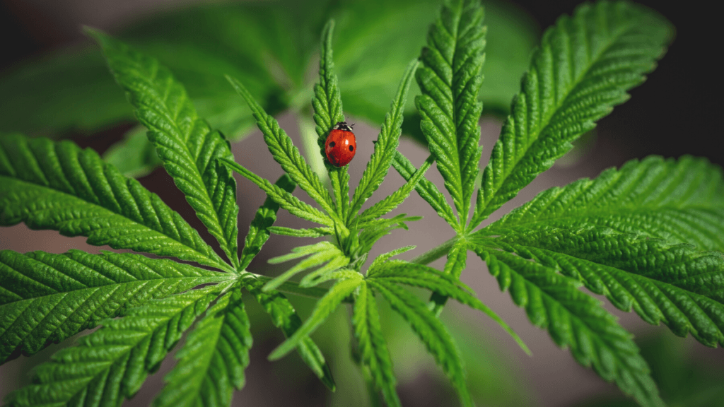 There are still many ways for the hemp industry to reduce waste and become more sustainable. Photo: A cluster of healthy green hemp plants with a ladybug crawling on them.
