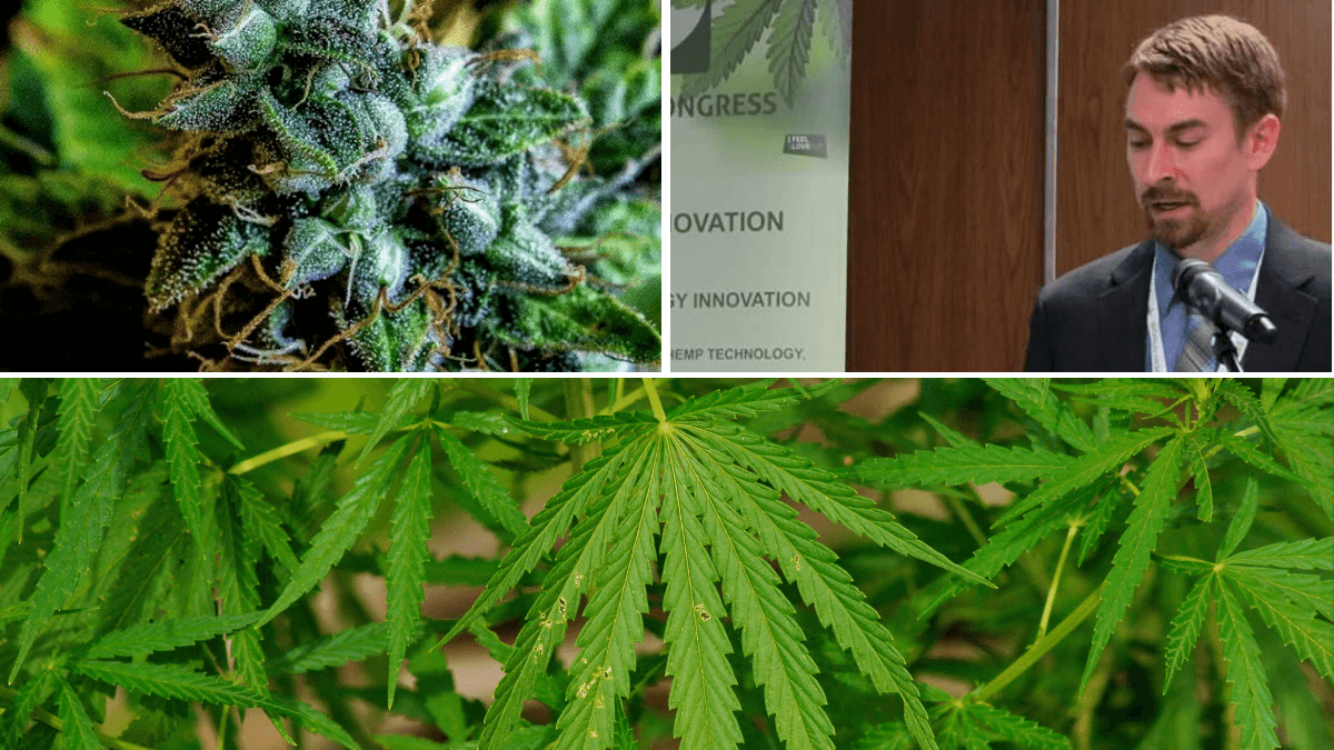 A three part image in a grid, showing a fancy hemp bud, Kelly Rippel speaking at a podium, and the leaves of wild-growing cannabis plants in Kansas.
