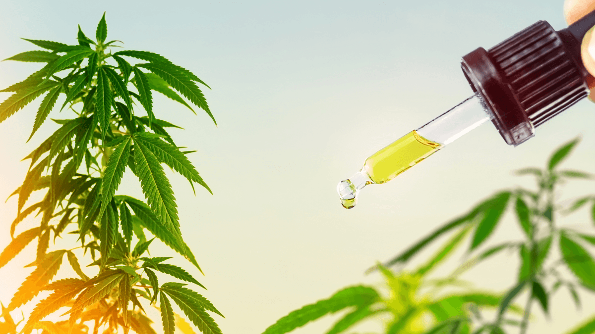 Canopy Growth Corporation claimed ownership over CO2 extraction, a key hemp industry technology, in a recent lawsuit. Photo: A photo of hemp plants and a dropper of hemp extract, shot in a golden glowing light resembling sunrise.